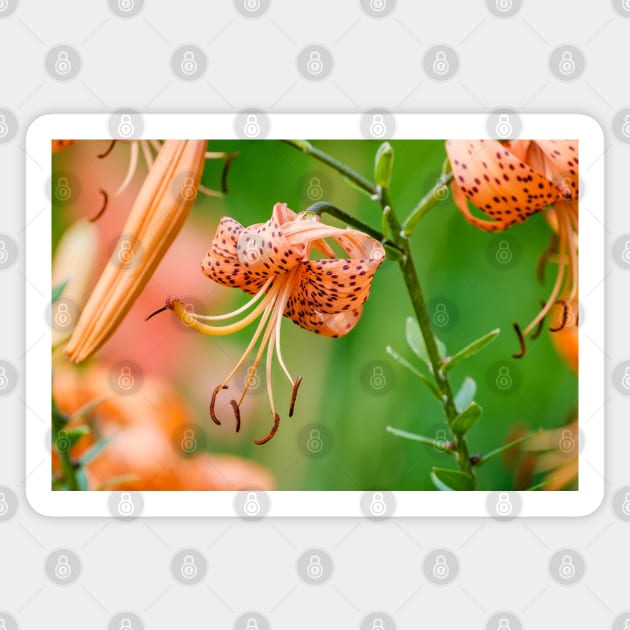 Amongst the Tiger Lilies Photograph Magnet by love-fi